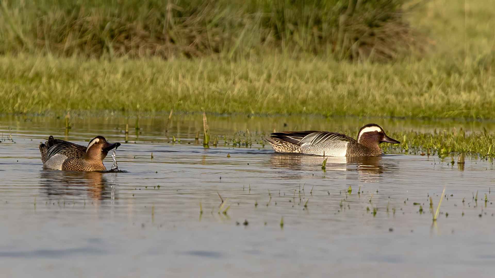 Garganey